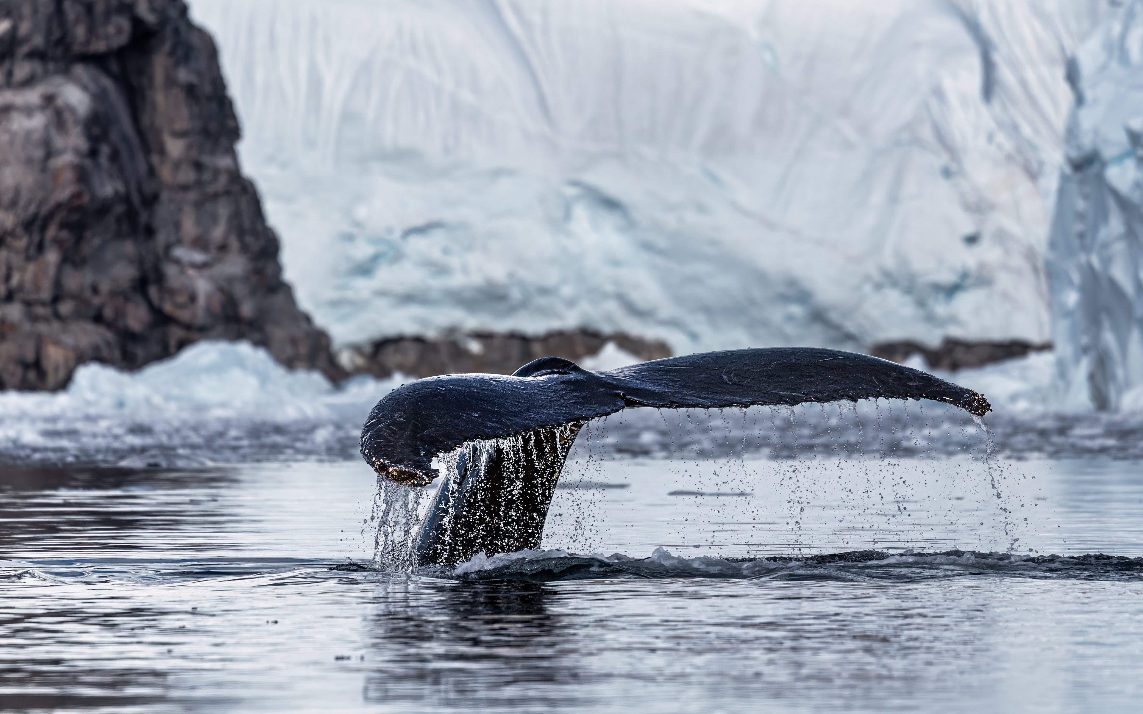 Ocean Giant – Antarctica