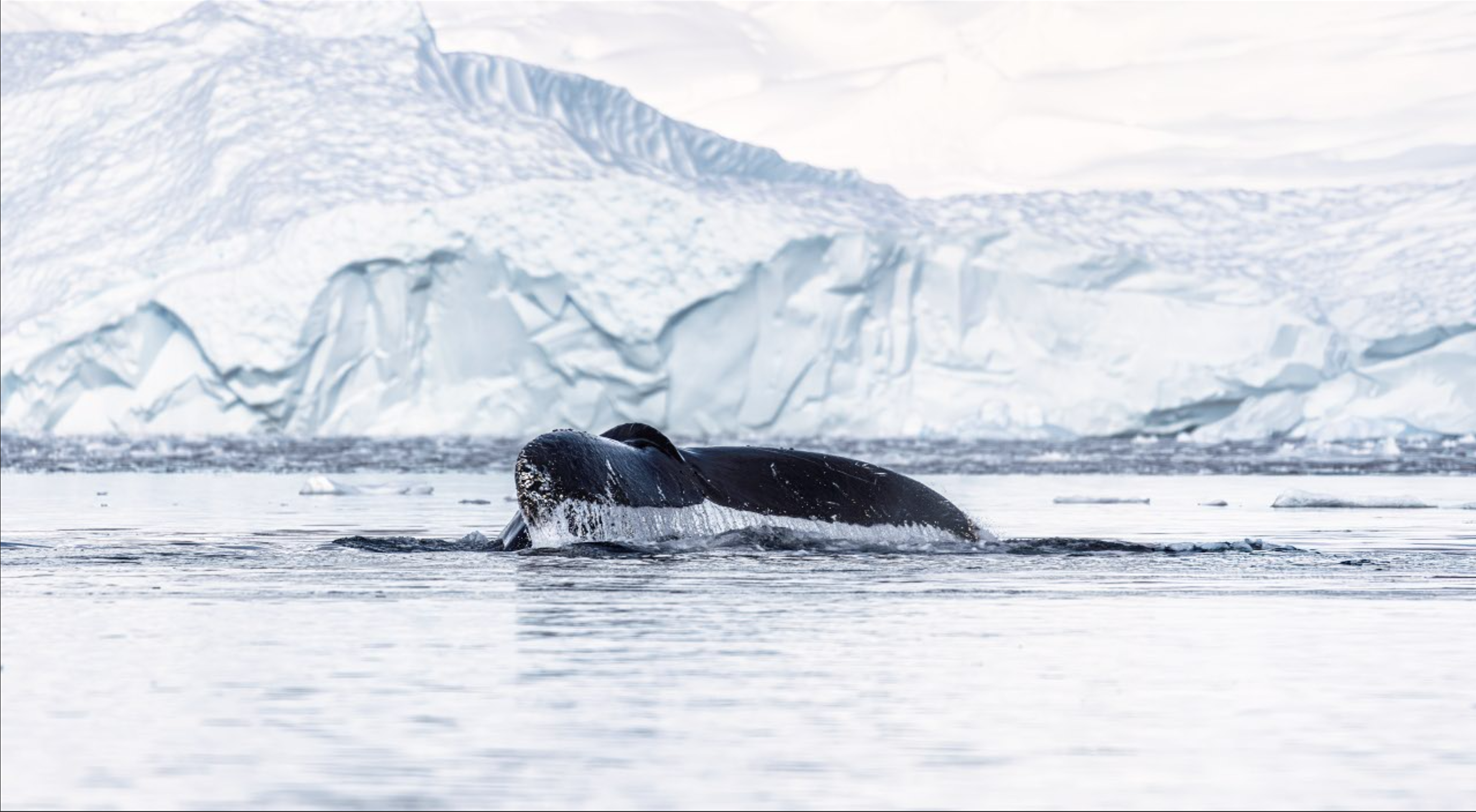 Silent Giant – Antarctica